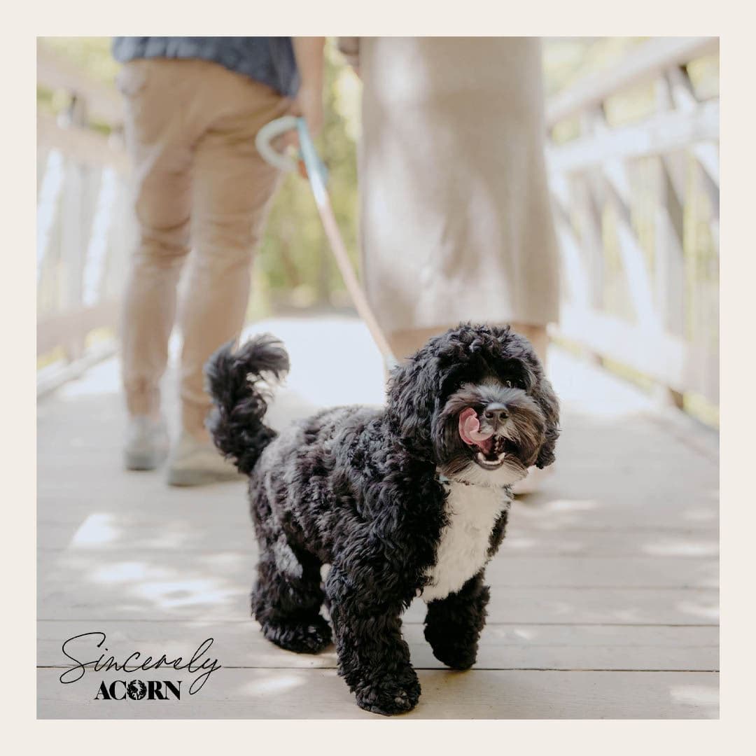 Sincerely, Acorn Towns - Image 10